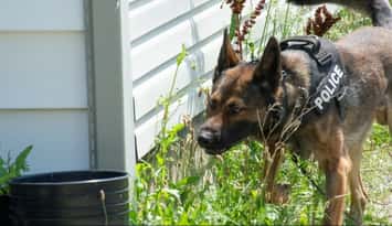 Sarnia Police Service K9 Unit (Photo courtesy of Sarnia Police Service)