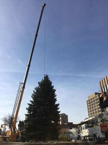Christmas Tree placed at Sarnia City Hall Nov 17, 2015. BlackburnNews.com photo by Briana Carnegie.