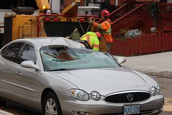 Wind topples a hollow tree onto a parked car on Pellissier St., November 12, 2015. (Photo by Jason Viau)