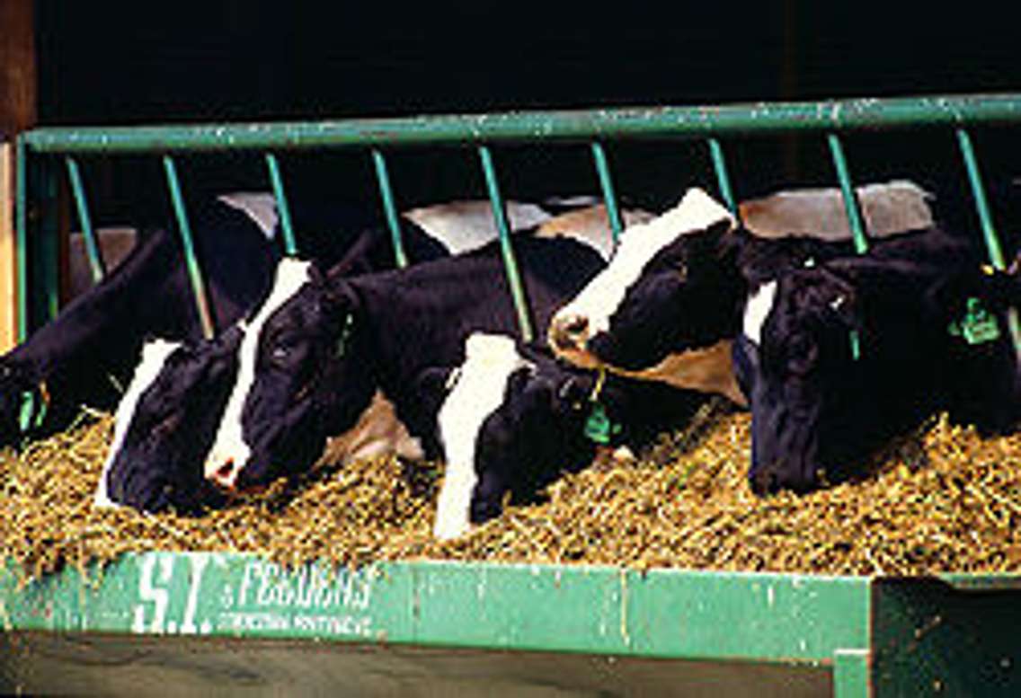 Holstein Cows file photo