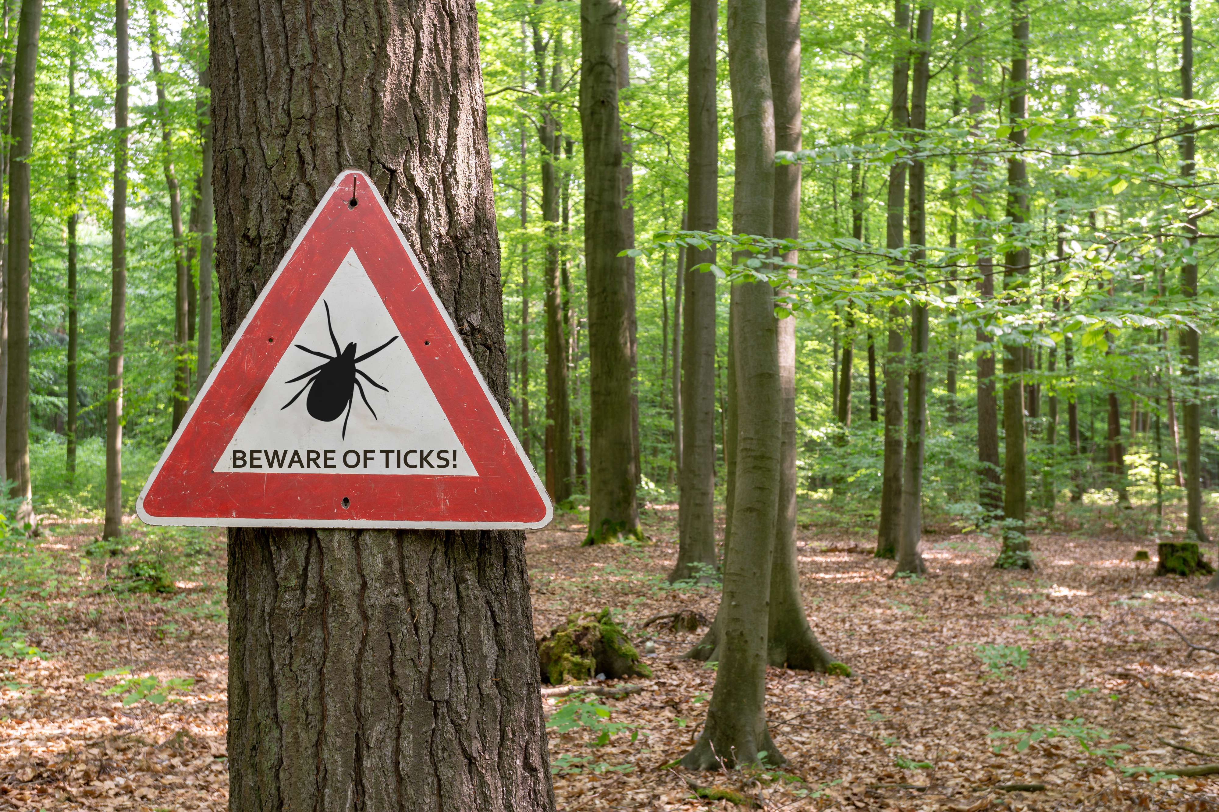 Another blacklegged tick established risk area identified in Grey-Bruce – CKNX News Today