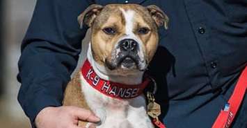 Hansel has become the first pit bull arson detection dog in New Jersey, and possibly in the entire U.S. January 22, 2020. (Photo by Larsons Images)