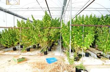 Marijuana grow-op on Fox Run Rd. in Leamington. (provided by OPP)