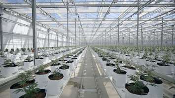 Cannabis cultivation at High Park Farms in Enniskillen. May 3, 2018 (Photo submitted by High Park Farms.)