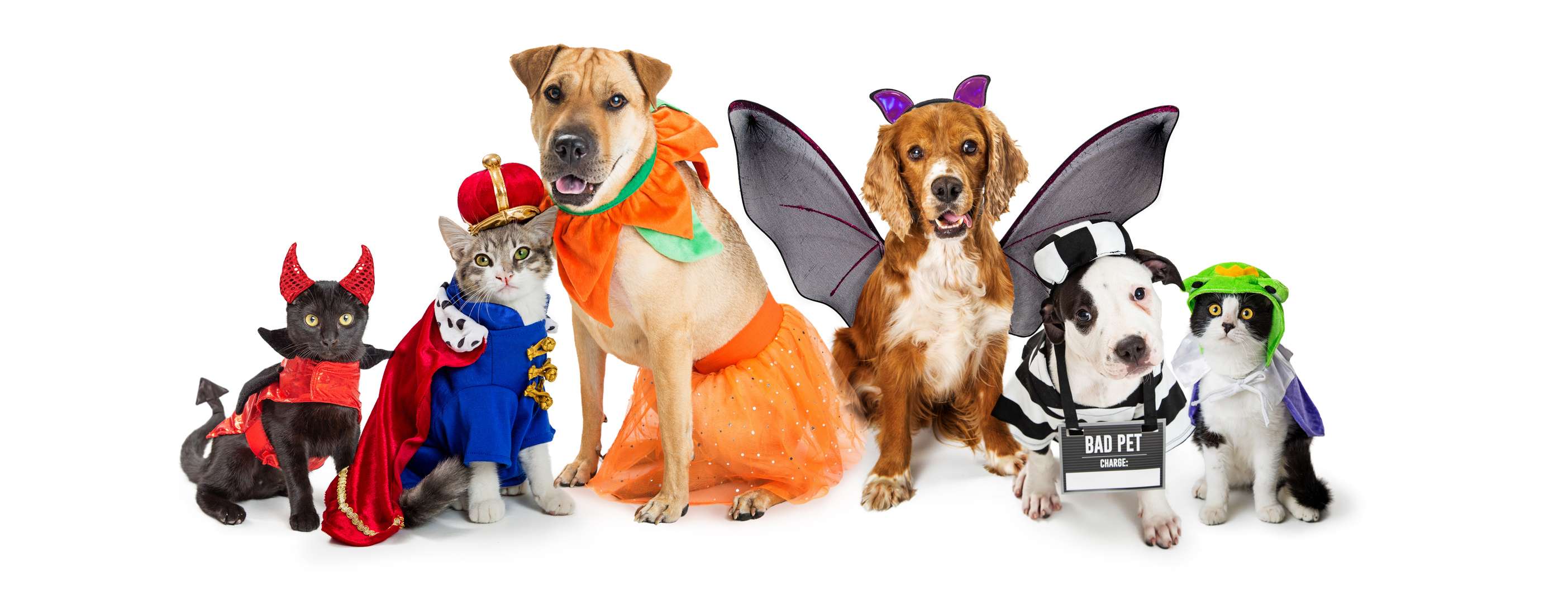 Meowmosa Halloween experience in Stratford supports Humane Society