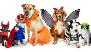 Cats and dogs in Halloween costumes (Image from adogslifephoto / iStock / Getty Images Plus via Getty Images)