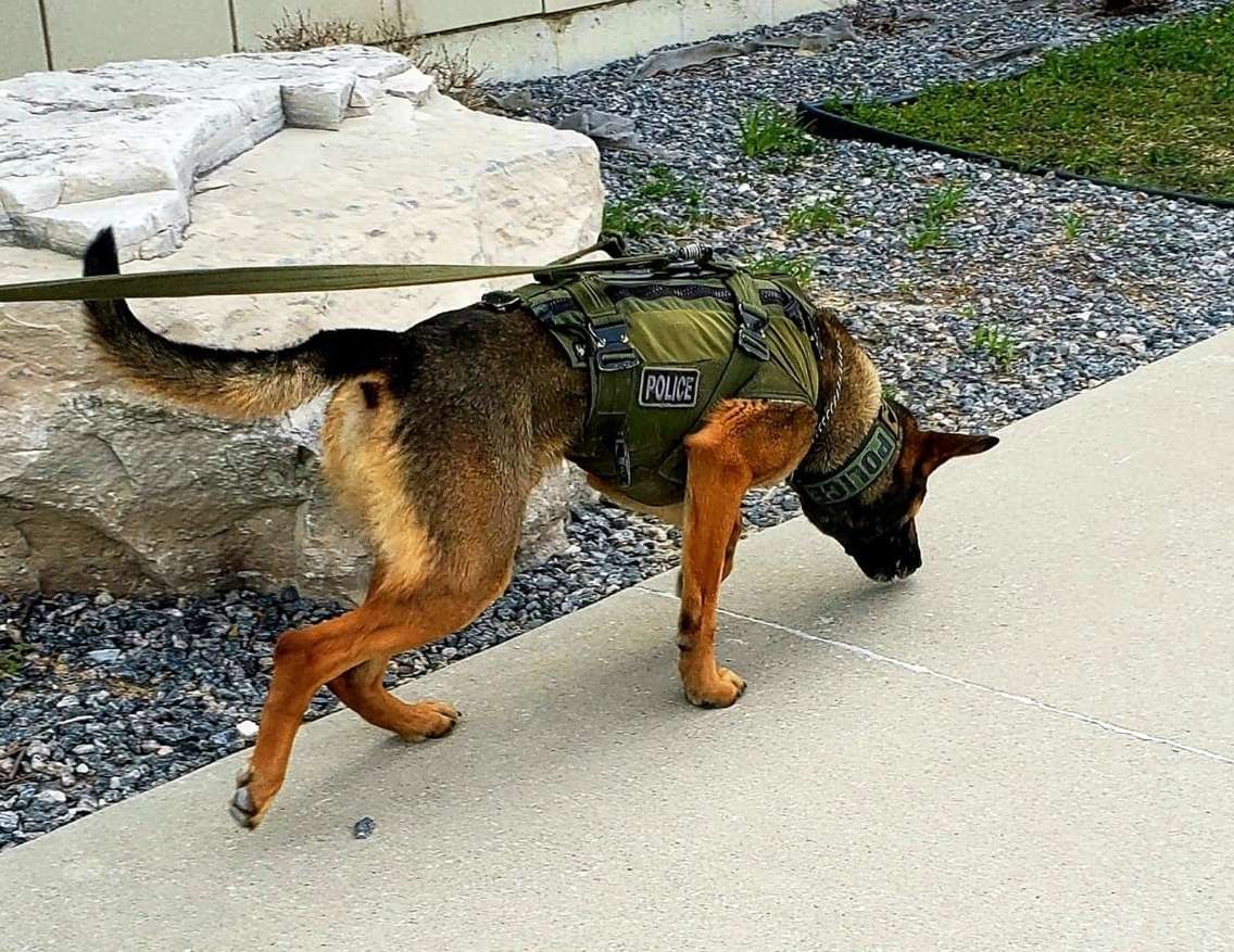 Maximus, Essex County OPP K-9 officer. Photo provided by Ontario Provincial Police.