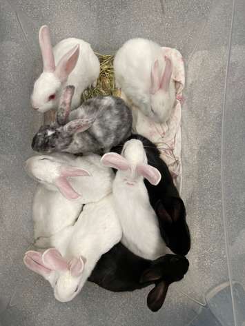 Litter of bunnies at the Guelph Humane Society. Photo courtesy of the Guelph Humane Society.