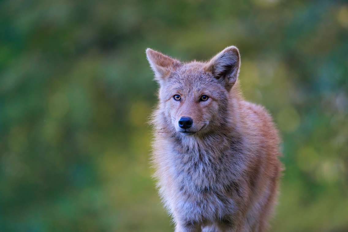 Coyote (Image courtesy of 	Siva Kumar Nimmadala/Getty Images)