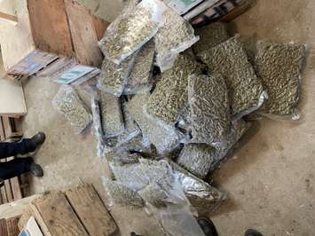 Portions of the amount of cannabis seized by the OPP at a property in Leamington, March 24, 2022. Photo provided by Ontario Provincial Police.