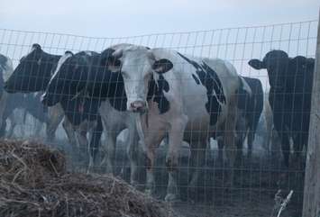 Cattle in a holding pen at Jobin Farms during massive fire, April 18, 2016. 