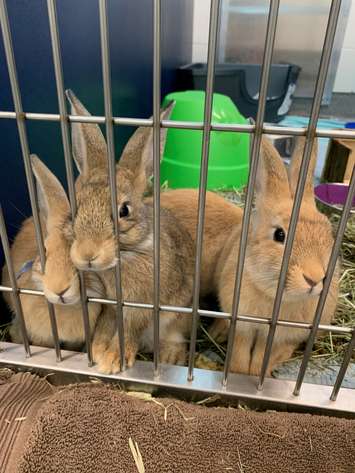 Three brown bunnies. Photo courtesy of the Guelph Humane Society.