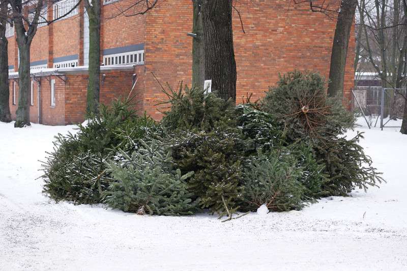 Discarded Christmas trees will soon line Sarnia's streets