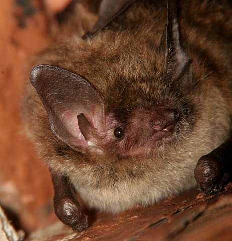 Rabid bat bites Stratford resident – CKNX News Today