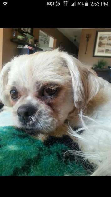 Ted, missing in the area of  Walls Rd. between Lakeshore Rd. 101 and Lakeshore Rd. 103. (Provided by the Windsor-Essex Humane Society)