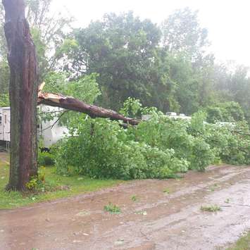 A tree in Rondeau Park in Chatham-Kent topples over onto a camper.  (Photo courtesy of Lisa Heil)