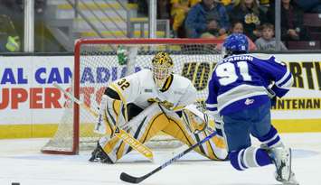 Sudbury Wolves at Sarnia Sting, Sept 26, 2025. Photo by Metcalfe Photography. 