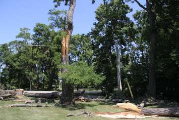 The aftermath of a storm in Kent Bridge has left trees twisted and debris scattered at Tina Pinto's house. (Photo by Michael Hugall) 