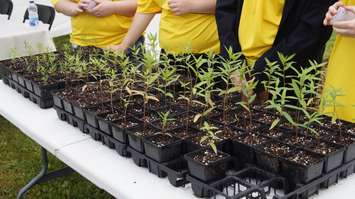 Alexander Mackenzie high school students help hand out milkweed plants that support habitats for Monarch butterfly breeding. June 12, 2015 (BlackburnNews.com Photo by Briana Carnegie)