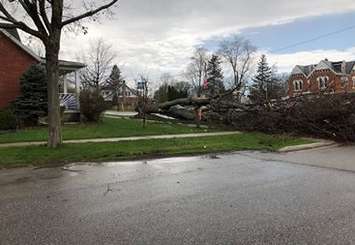 Tree down in Ridgetown. (Photo courtesy of Natasha Edwards via Facebook).