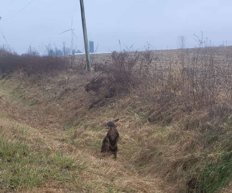Kangaroo in a ditch outside of Ridgetown. January 9, 2023. (Submitted photo)