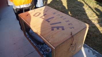 February 2, 2016. Photo by Jake Jeffrey (blackburnnews.com)