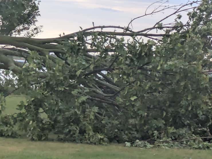 Portion of a downed tree at Alexander Park, Windsor, September 3, 2026. Photo by Mark Brown/WindsorNewsToday.ca.