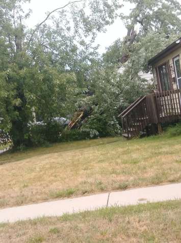 A tree is seen on a house on George Ave. in Windsor, August 6, 2018. Submitted photo. Used with permission.