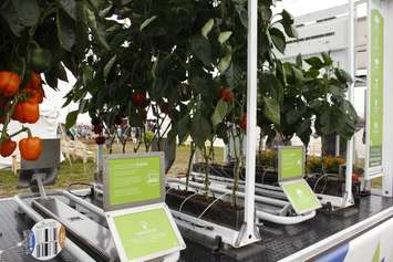 Naturefresh, a Leamington greenhouse company, was part of the educational display with their mobile greenhouse. (Photo by Angelica Haggert). 