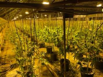 Portions of the amount of cannabis seized by the OPP at a property in Leamington, March 24, 2022. Photo provided by Ontario Provincial Police.
