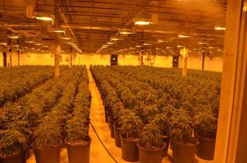 The scene of an illegal marijuana grow op in Chatham-Kent. (Photo courtesy of Chatham-Kent police)