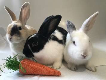 Loki, Odin, and Thor, who are all up for adoption. Photo courtesy of the Guelph Humane Society.