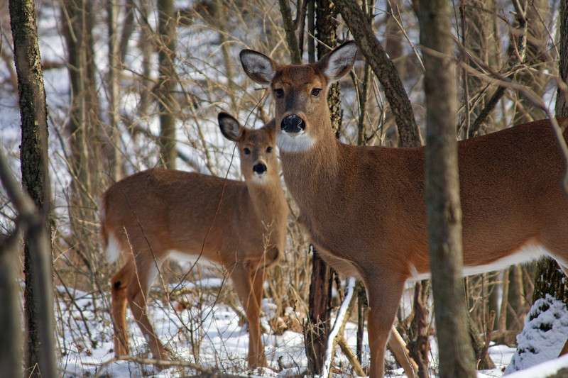 Deer cull to temporarily close Rondeau Provincial Park