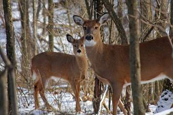 White tail deer in a wooded area. File photo courtesy of © Can Stock Photo / RonRowan