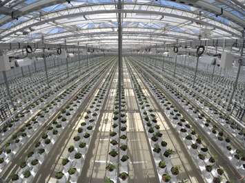 Cannabis cultivation at High Park Farms in Enniskillen. May 3, 2018 (Photo submitted by High Park Farms.)