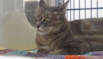 A cat up for adoption at the Windsor-Essex County Humane Society, July 12, 2016. (Photo by Maureen Revait) 