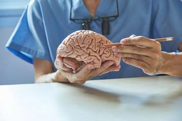A model of the human brain, illustrating how dementia may occur.  © Can Stock Photo / srikijt