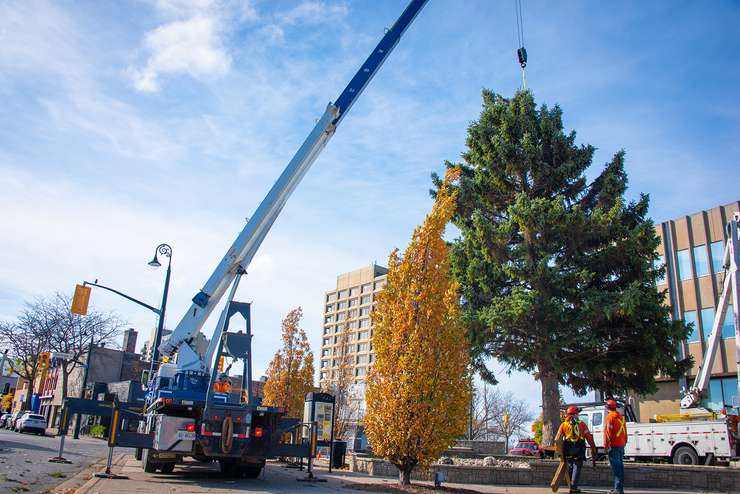 The Christmas tree outside of Sarnia City Hall, Nov 13, 2024 (Photo by: City of Sarnia)