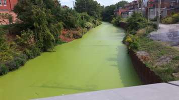 Blue-Green Algae in McGregor Creek. Aug 30, 2017. (Photo courtesy of Diane Gilhula)