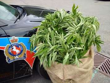 Marijuana plants seized from a field in Chatham-Kent on Aug. 6, 2015 (Photo courtesy of Chatham-Kent Police)