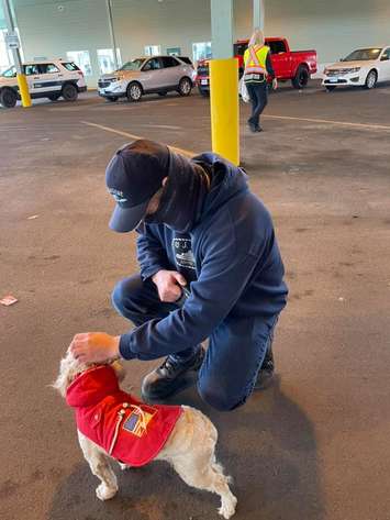 Miracle the dog (Photo via Friends of the River Rouge Animal Shelter Facebook)