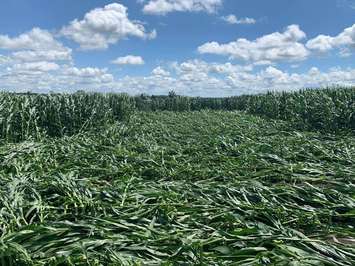 Damage caused by an EF1 tornado in the Blyth area, July 19, 2020. (Photo courtesy of the Northern Tornadoes Project via Twitter)