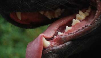 Dog teeth file photo. (Image by stuart pilbrow via Flickr).