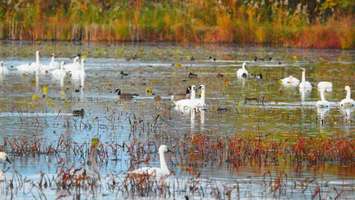 St. Luke's Marsh just south of Mitchell's Bay. (Photo courtesy of Ducks Unlimited Canada)