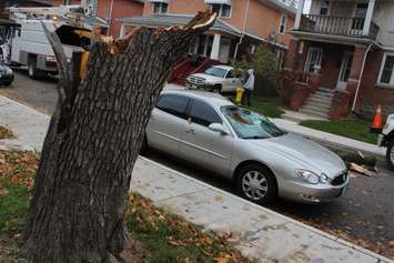 Wind topples a hollow tree onto a parked car on Pellissier St., November 12, 2015. (Photo by Jason Viau)