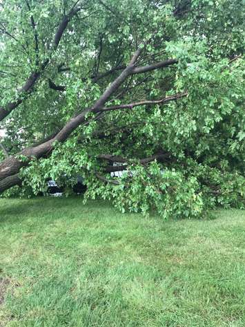 A fallen tree covers vehicles in the Olives restaurant parking lot. August 21, 2018. (Photo submitted by Madeleine Addy)