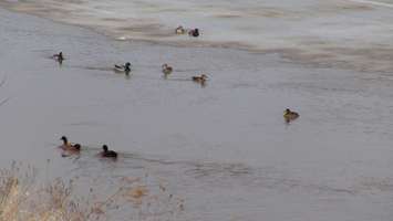Ducks on the Thames River on March 16 2015 (Photo by Jake Kislinsky).