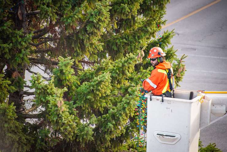 Christmas lights going on the Christmas tree outside Sarnia City Hall (Photo by: City of Sarnia)