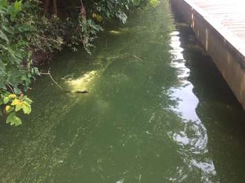 The Thames River is noticeably green at the Parry Bridge on Keil Dr. in Chatham. August 30, 2017. (Photo by Matt Weverink)