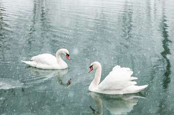 Stock photo of swans by Smitt /	iStock / Getty Images Plus